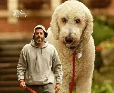 男子携400斤巨狗逛超市 旁人竟毫无反应 亚洲邪术已上线 趣萌宠物 微信公众号文章阅读 Wemp