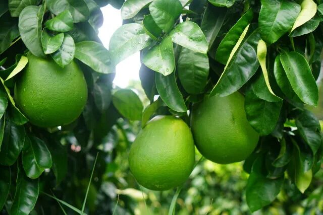 夏婳 || 一树柚桂思乡心