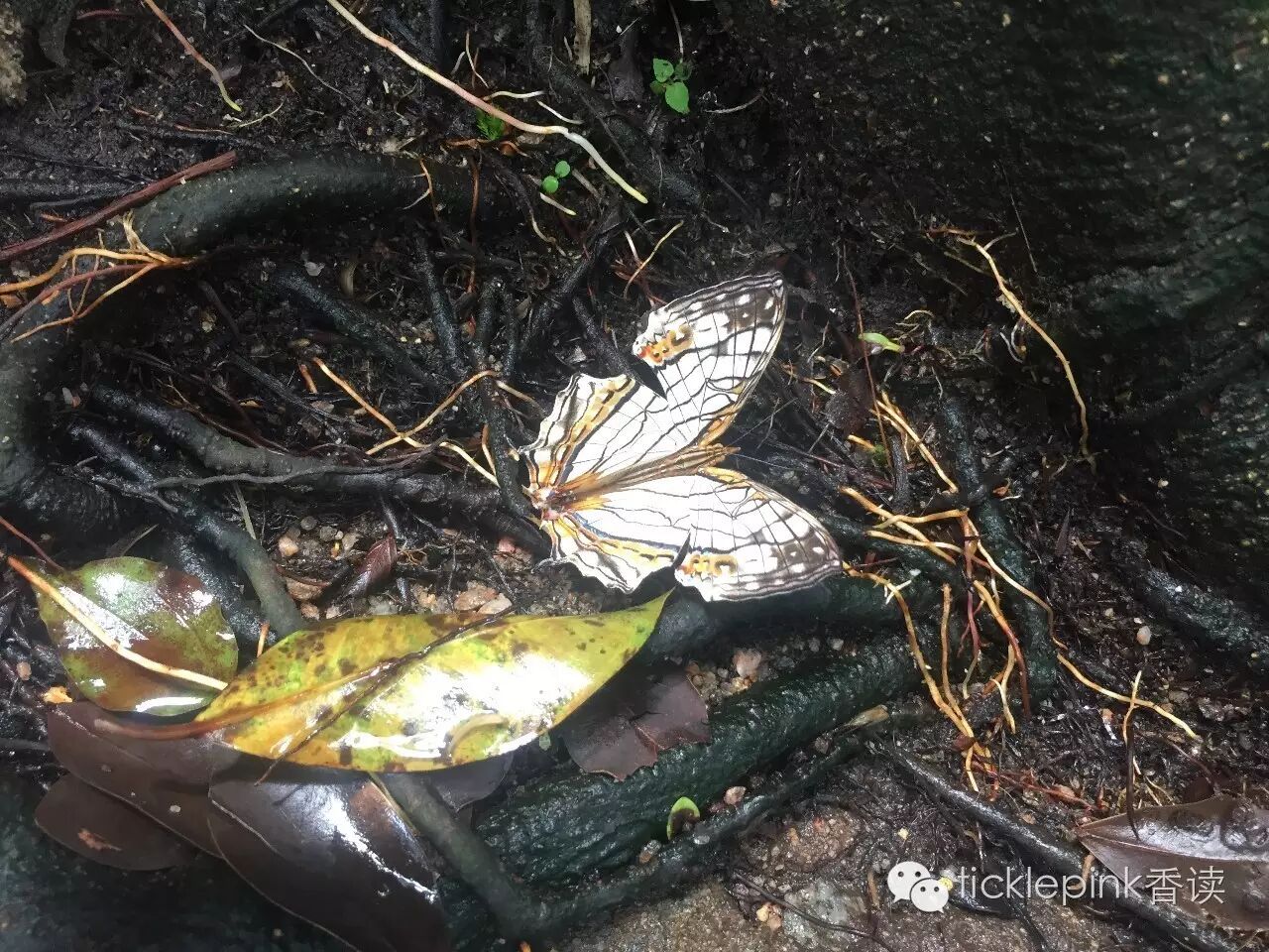 饱览九龙之景,逐个寻找文化中心,太空馆,西区隧道,大会堂,红磡体育馆