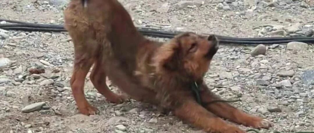 出镜3秒就火的军营狗狗，有个暖心故事……