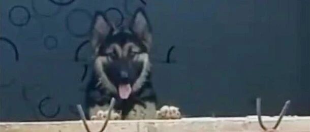 德牧 “八妹”，光荣入伍！