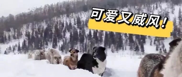 又萌又猛！边防线上有一支“汪汪护卫队”