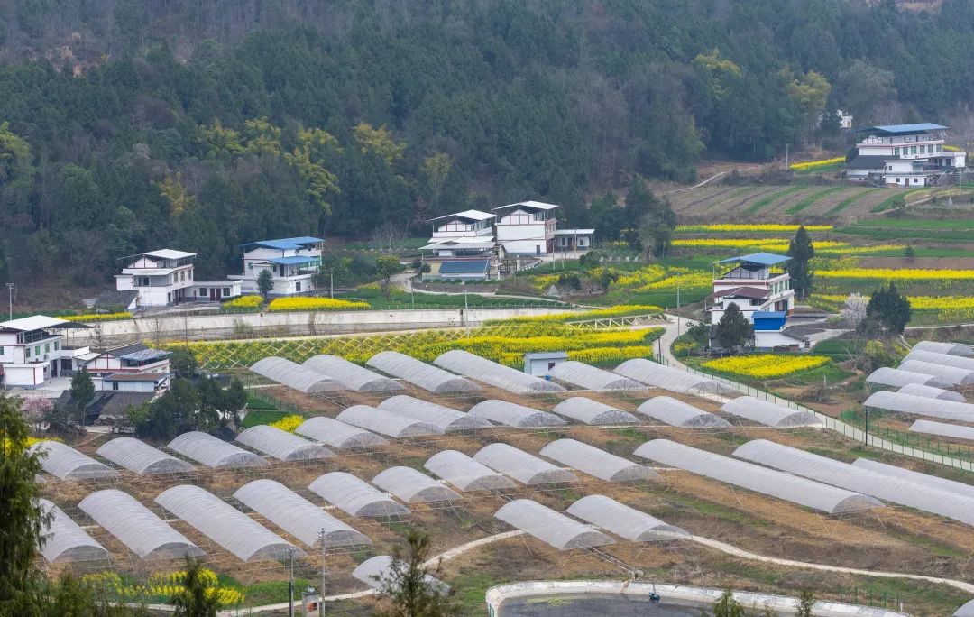 致富经甲鱼_致富经甲鱼养殖视频_致富经甲鱼养殖技术视频