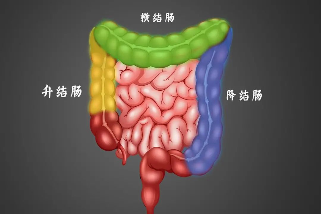 日*首相因【结肠炎】辞职,黑豹男主角因【结肠癌】去世,结肠问题到底