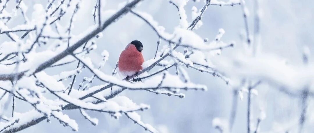 冬至养生，关键在“驱寒扶阳”