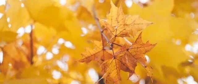 暖阳天天见，秋意渐渐浓