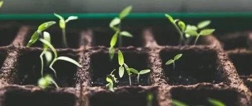 春天这菜要常吃，养肝健脾胃、减肥控三高，在家洒点水就能种！