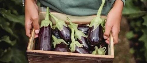 茄子和它才是“绝配”！减肥又控糖，血管更健康！这个部位是“宝贝”，千万别扔~