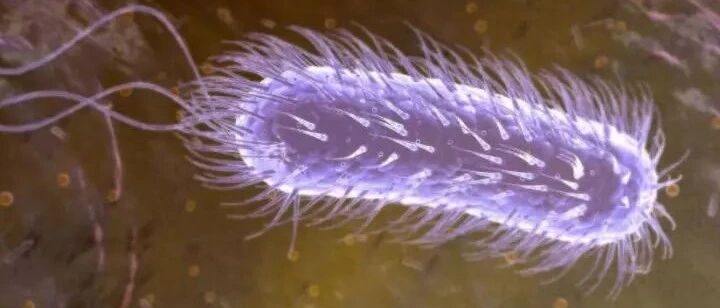 今日热搜中，我国超一半人感染的这种病菌究竟是什么？