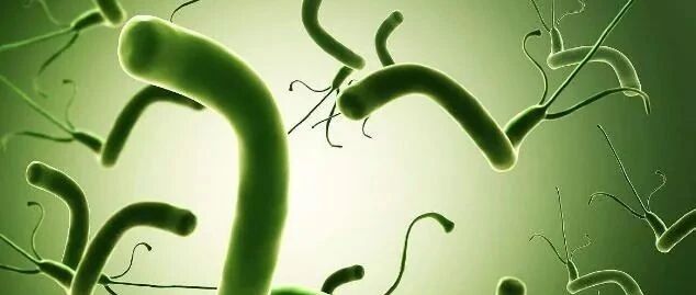 被列为明确致癌物！这种细菌我国超一半人感染