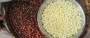 苏州人心心念念的那道“白月光”又来啦