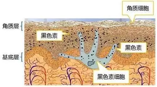 別覺得不好意思，這些關於「屁股」的健康知識，你最好還是知道一下！ 健康 第2張