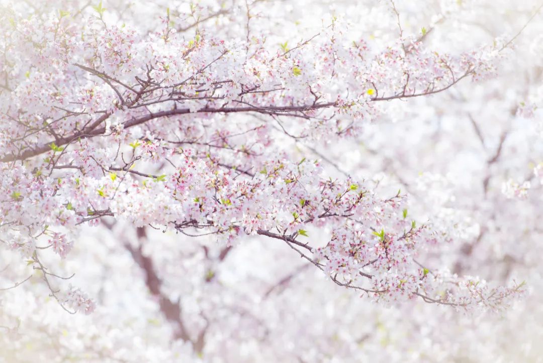 【4K超清壁纸】樱花·城堡·春天高清壁纸系列免费下载(图7)