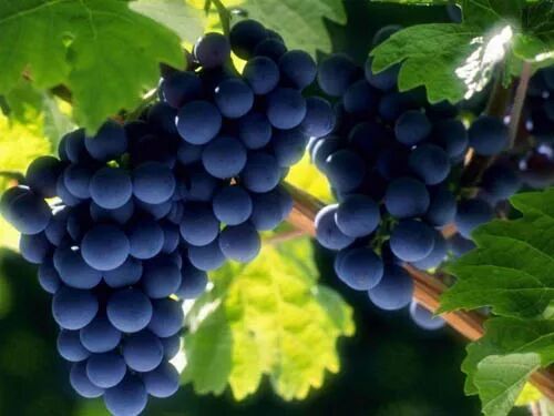 梦到葡萄预示将要怀孕-梦见葡萄是什么意思？