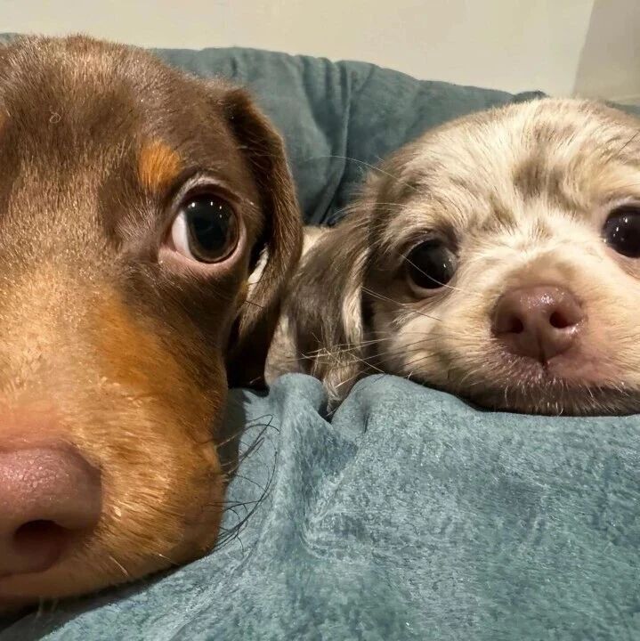 8k超清电脑pad壁纸来咯