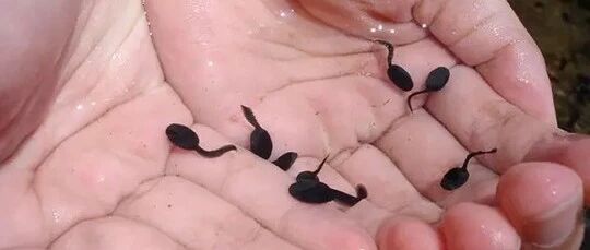 毛骨悚然！浙江一阿姨为治牙疼，每天生吃蝌蚪！吃了几天后恐怖的事发生…