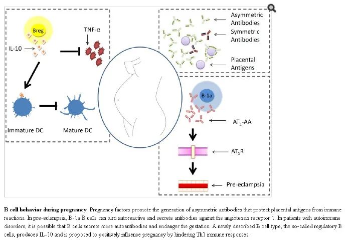 反复流产、难以受孕、试管婴儿屡次失败......居然与这个因素异常有关！