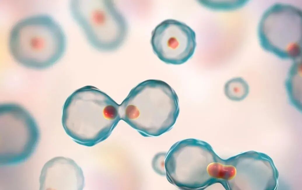 鲜胚还是冻胚？单胚还是多胚？胚胎移植你关心的都在这！