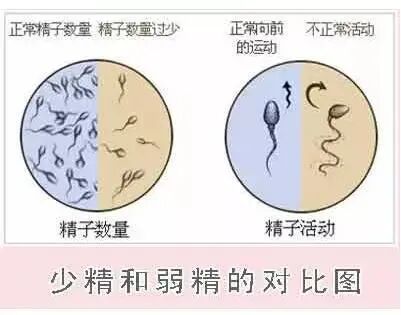 为精子"加油"的助孕好"帮手"，你get到了吗?