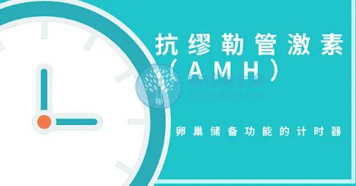 卵巢时间管理大师——AMH