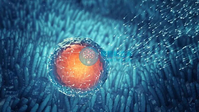 卵巢时间管理大师——AMH