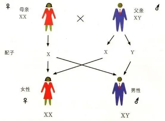 胎儿的染色体还会自己变异常?蚌埠住了！