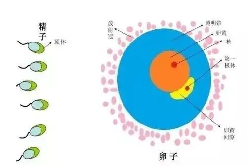 优质精子是“养”出来的，别说你不知道！