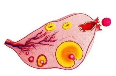 教你5个好方法，让卵泡从无到有、从少到多！