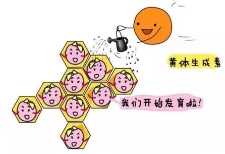 卵泡发育不良？这个助孕“神器”请收好！