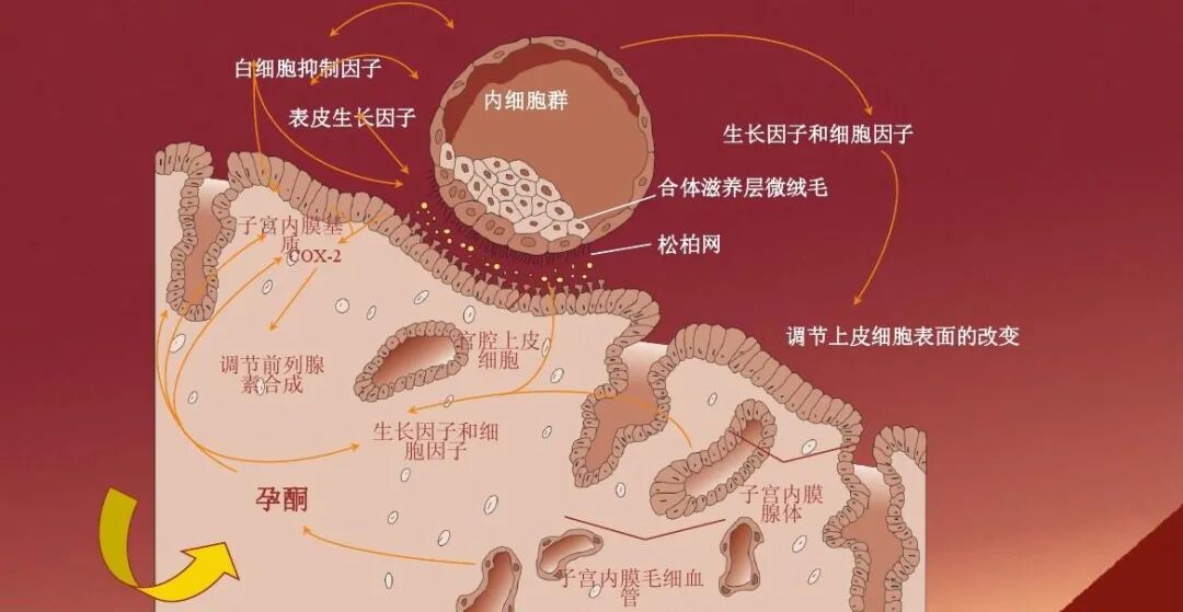试管必读 | 一分钟教你如何看懂「激素六项」报告