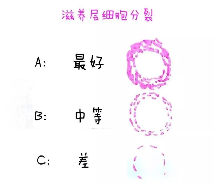 论“以貌取人”这方面还得看我们的胚胎！