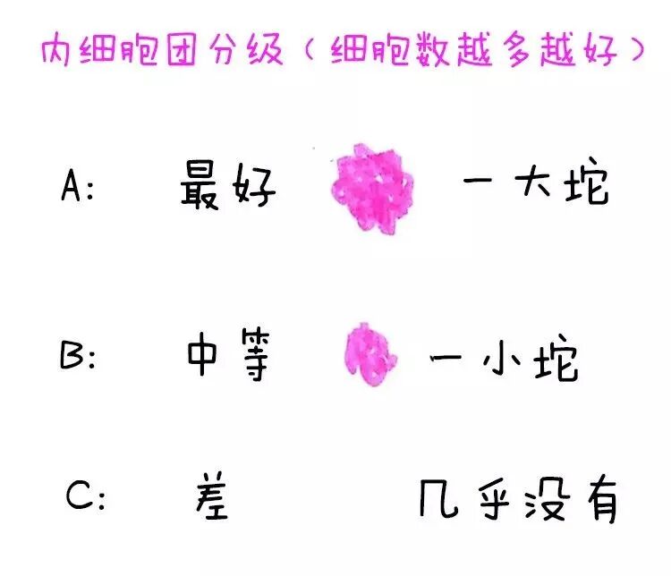 论“以貌取人”这方面还得看我们的胚胎！