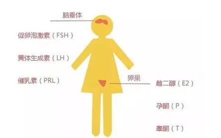 判定卵巢好不好，性激素六项不要错过！