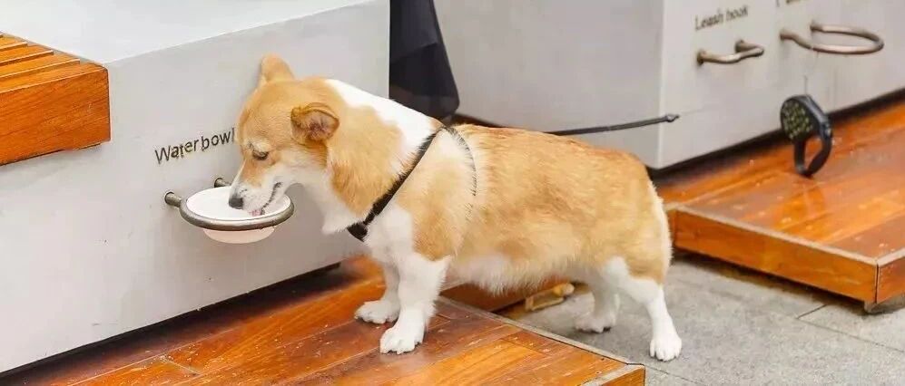 喜茶，都可以遛狗了？