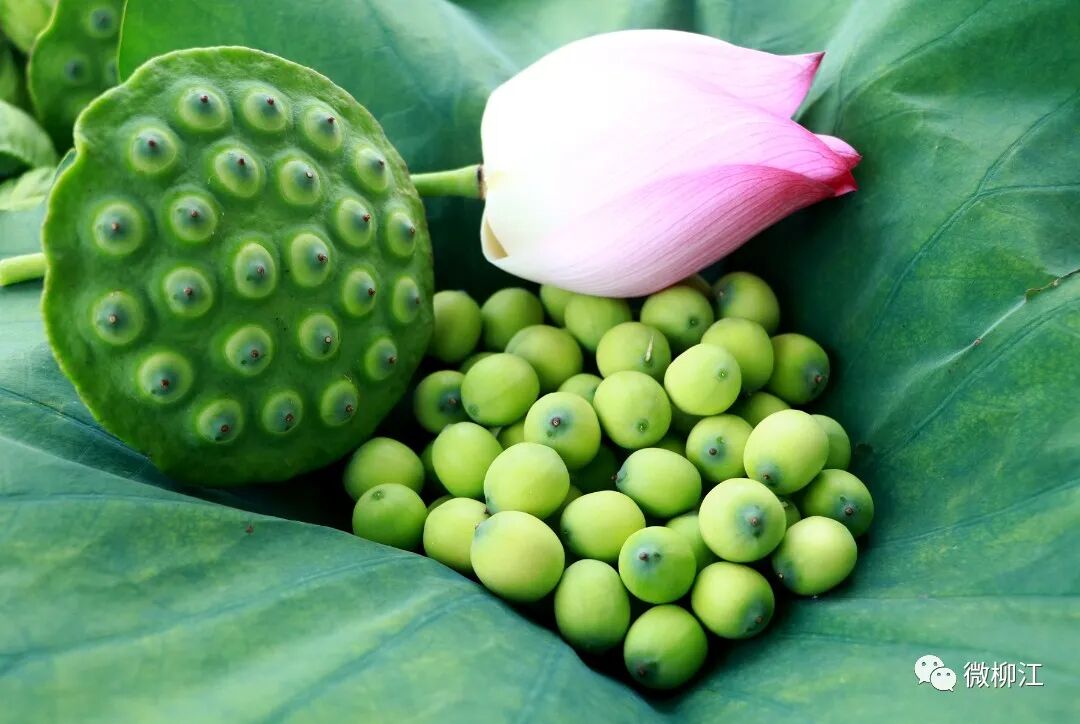 新鲜莲子不要错过→ - 柳江新闻 - 新闻中心 - 广西柳州市柳江区人民