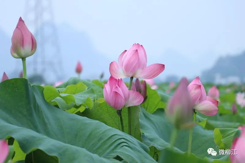 柳江正式向全國發出邀請！桂林/南寧/北海...全廣西都羨慕了 旅遊 第3張