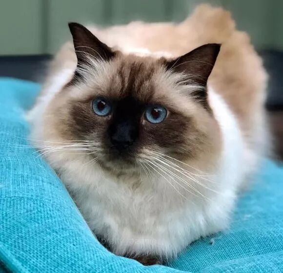 7彩的布偶猫 史上最全 布偶猫啊 微信公众号文章阅读 Wemp