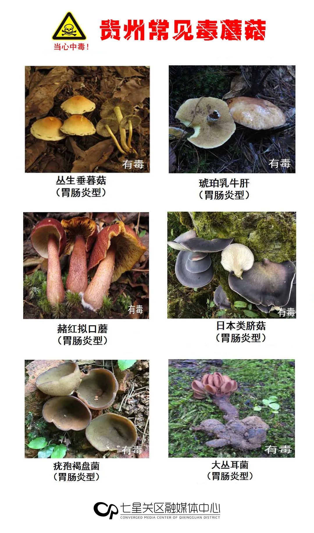收藏！我国各地常见毒蘑菇图谱