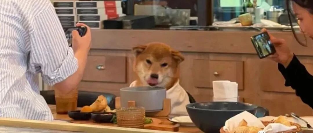 “前爪扒着餐桌,头埋进碗里”，一餐厅人狗同桌进餐，网友吵起来了