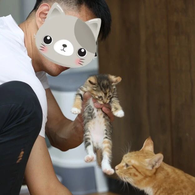 济南猫咪"绑匪头子"火了!钻车底、扒垃圾堆,开盲盒式逮猫领养