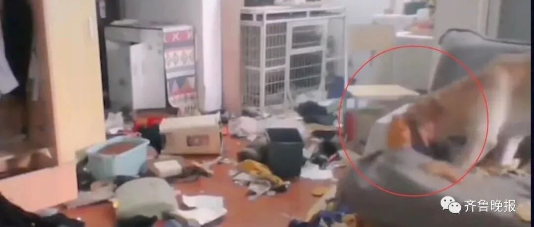 女子隔离14天，通过监控看狗子把家拆完！隔着屏幕都感到肉疼...