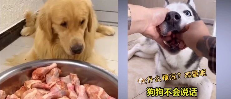 宠物博主让狗当大胃王，一次吃100种零食！网友：为了卖货不择手段