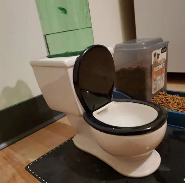 猫咪喜欢喝马桶里的水,主人自制迷你版,喝完猫咪懵了:没味道了_友友