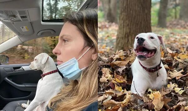 狗寂寞坐高脚椅 俯瞰同伴玩成一片 真好 全网搜