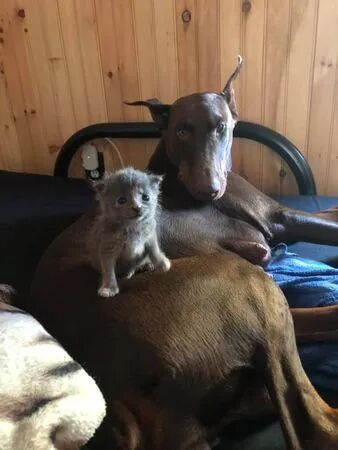 杜宾妈妈 收养小猫咪 睡觉抱超紧 6狗1喵宝宝躺一排大口喝母奶 全网搜