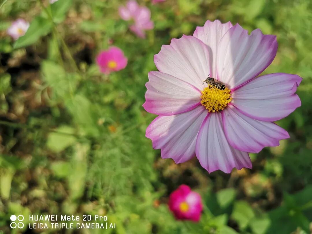 2018，華為手機中的精彩瞬間 科技 第17張