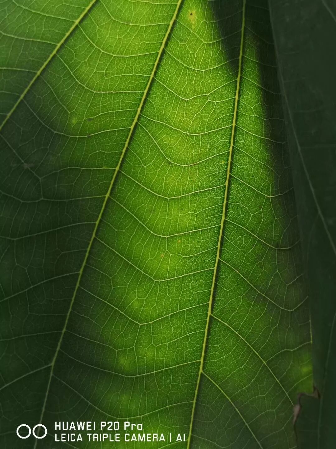 2018，華為手機中的精彩瞬間 科技 第14張