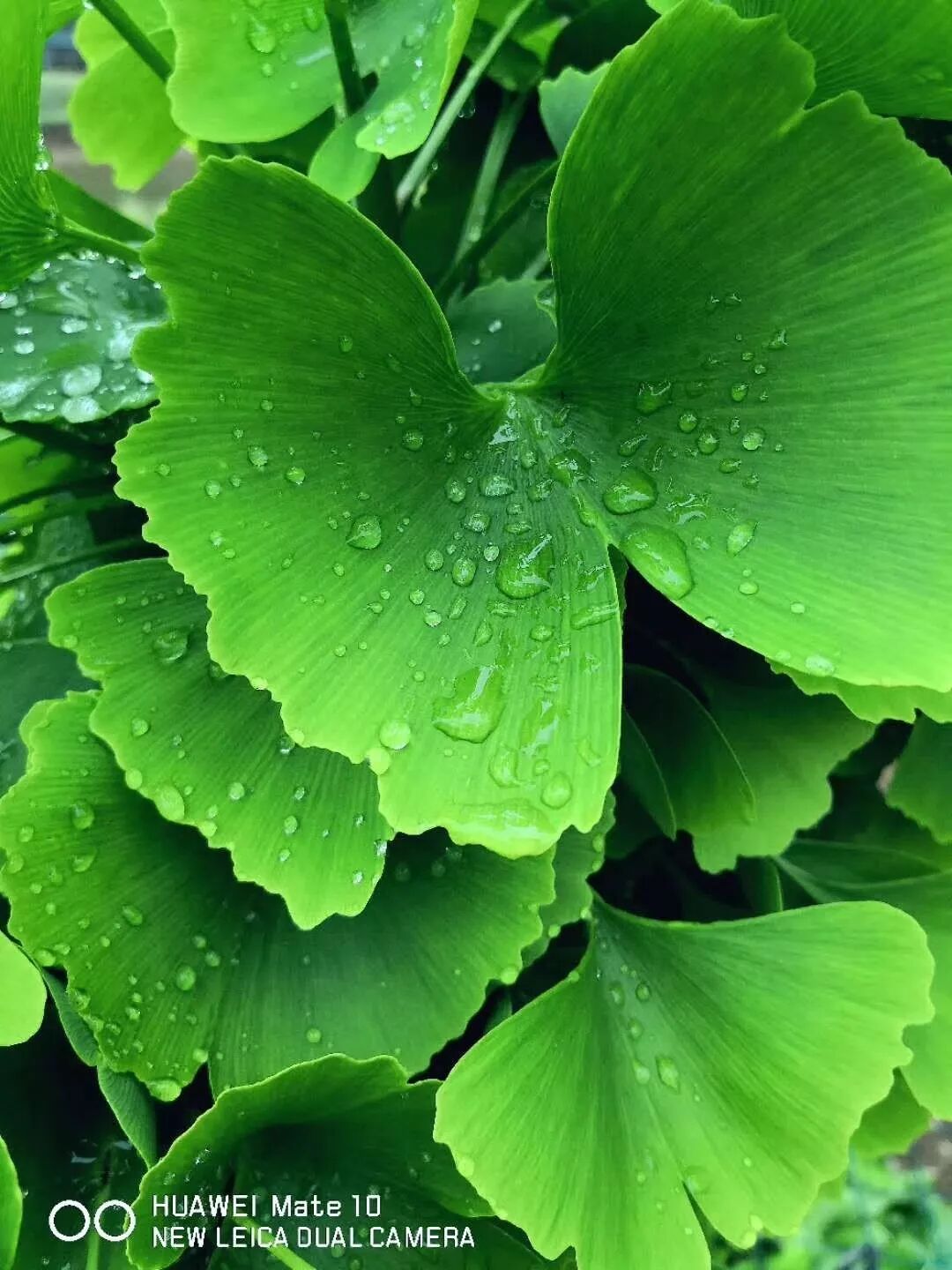 2018，華為手機中的精彩瞬間 科技 第5張