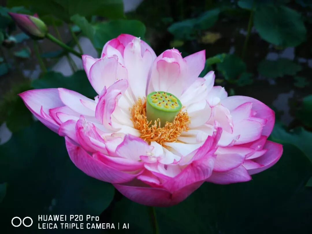 2018，華為手機中的精彩瞬間 科技 第10張