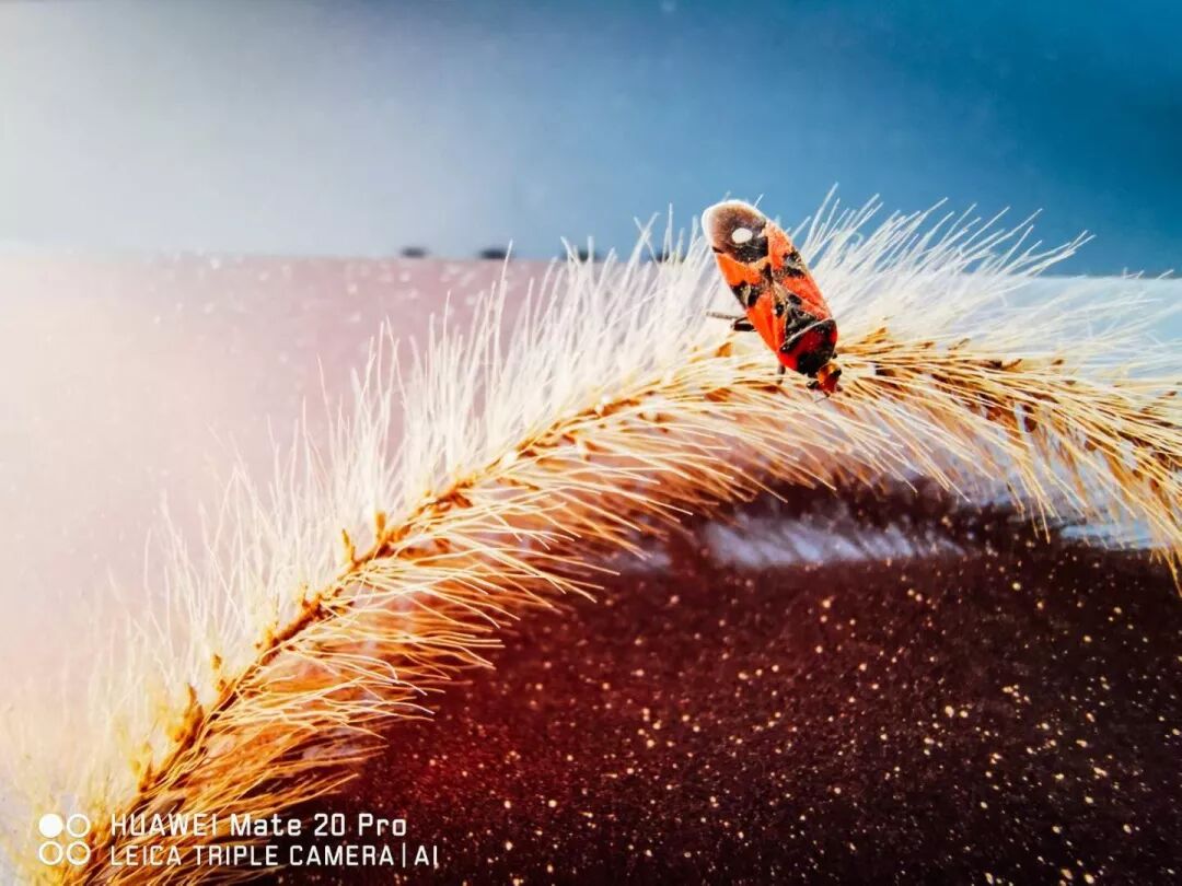 2018，華為手機中的精彩瞬間 科技 第24張